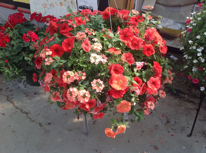 Designer Hanging Baskets & Container Gardens